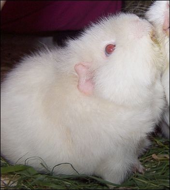 морсвин4